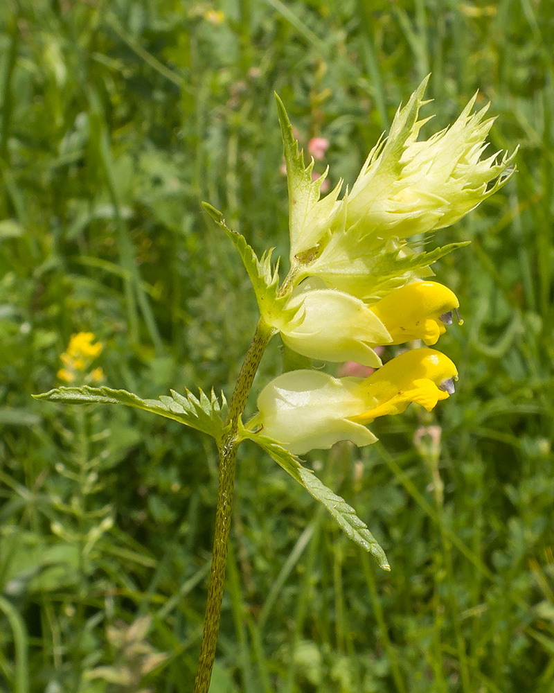 Image of Rhinanthus subulatus specimen.