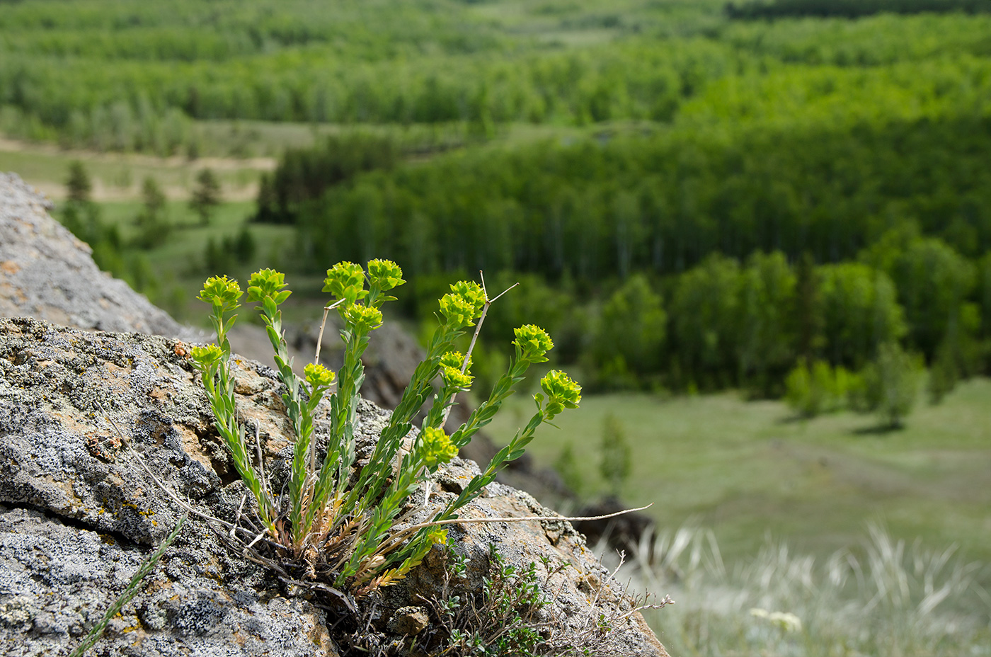 Image of genus Euphorbia specimen.