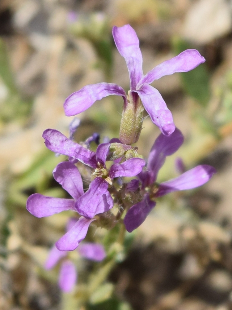 Изображение особи Strigosella turkestanica.