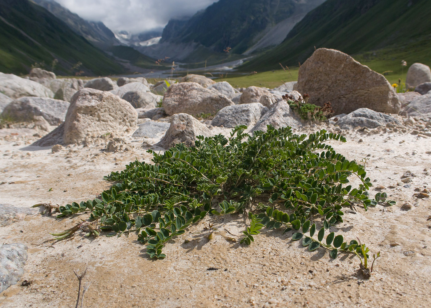 Изображение особи род Astragalus.