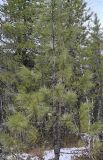 Pinus sibirica