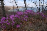 View full-size image Rhododendron mucronulatum