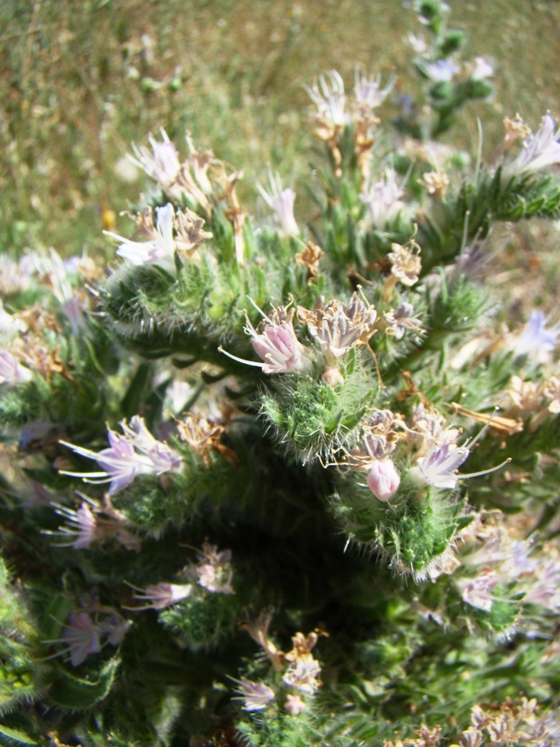 Image of Echium biebersteinii specimen.