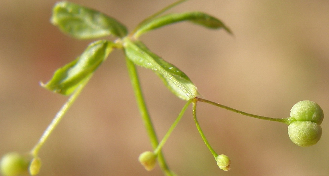 Image of Galium davuricum specimen.