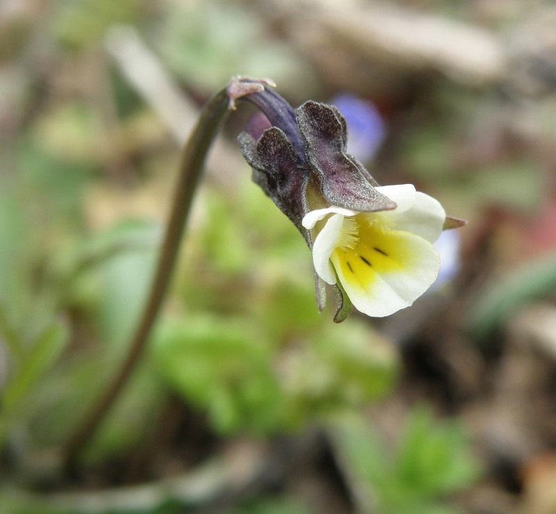 Image of Viola arvensis specimen.