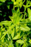 View full-size image Cruciata laevipes