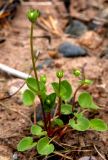 View full-size image Parnassia palustris