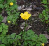 View full-size image genus Ranunculus