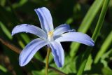 View full-size image Chionodoxa luciliae