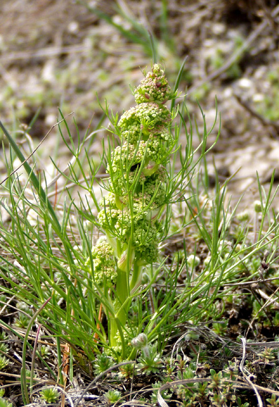 Image of Trinia multicaulis specimen.