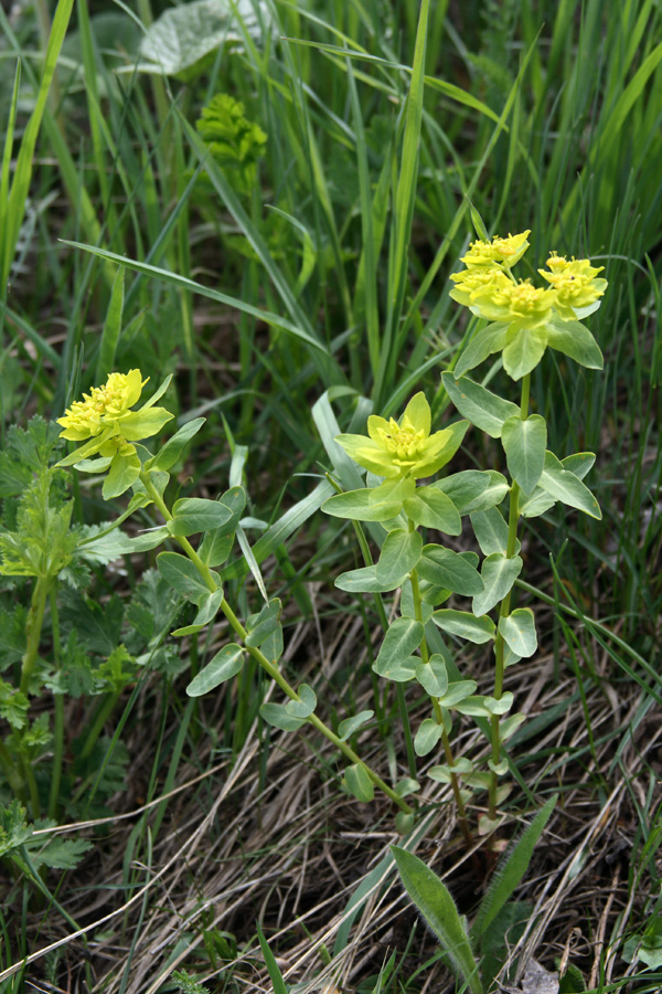 Image of Euphorbia sarawschanica specimen.