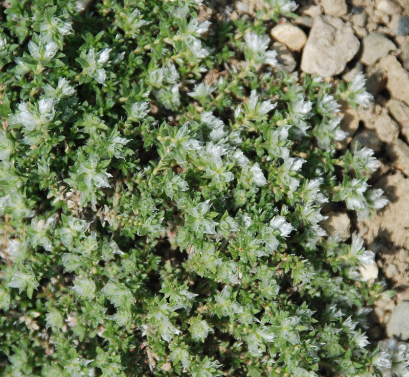 Image of Paronychia cephalotes specimen.