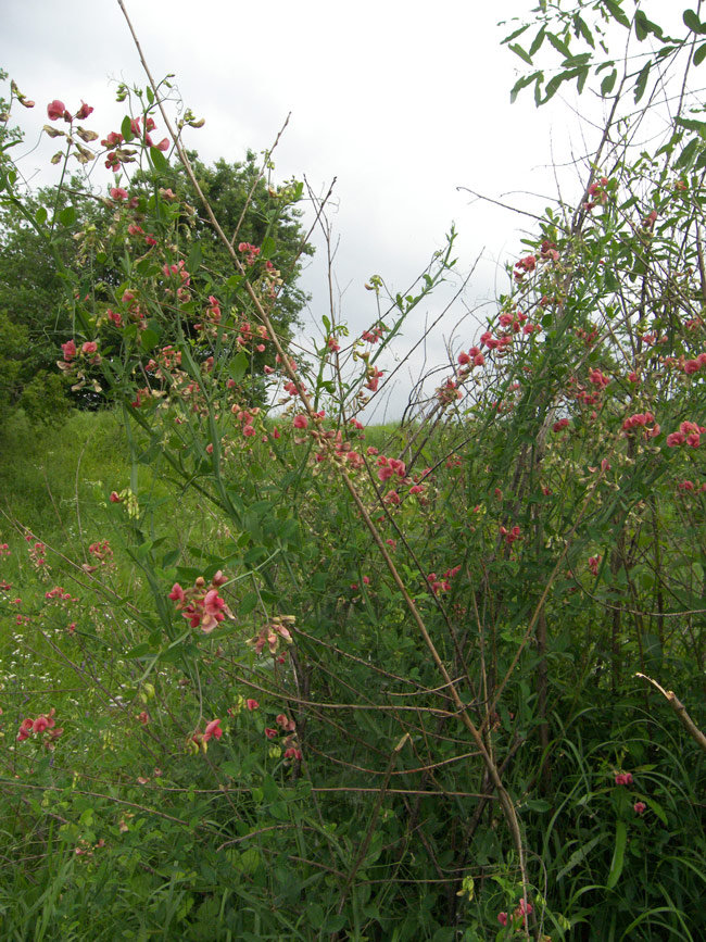 Изображение особи Lathyrus miniatus.