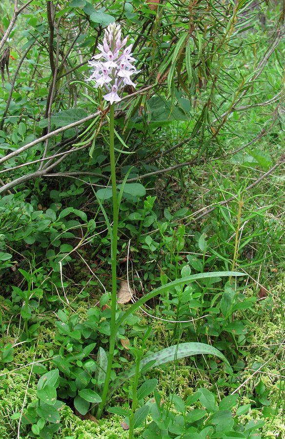 Изображение особи Dactylorhiza fuchsii.