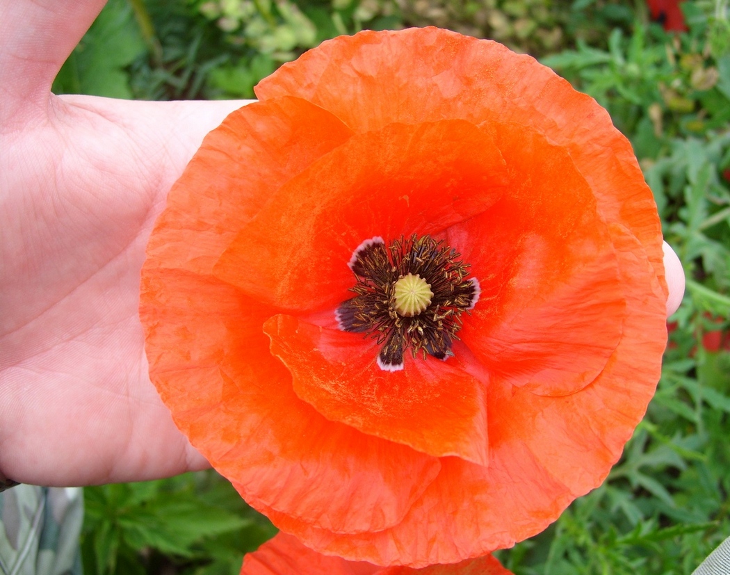 Image of Papaver rhoeas specimen.