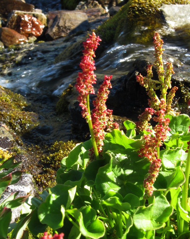 Image of Oxyria digyna specimen.