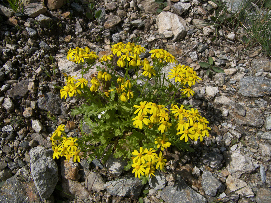 Изображение особи Senecio sosnovskyi.