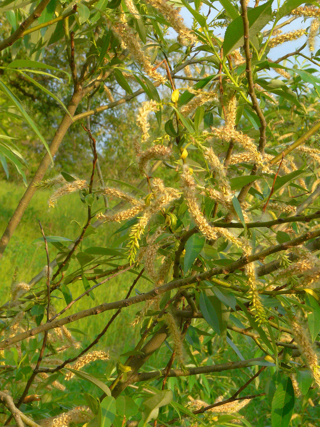 Image of Salix triandra specimen.