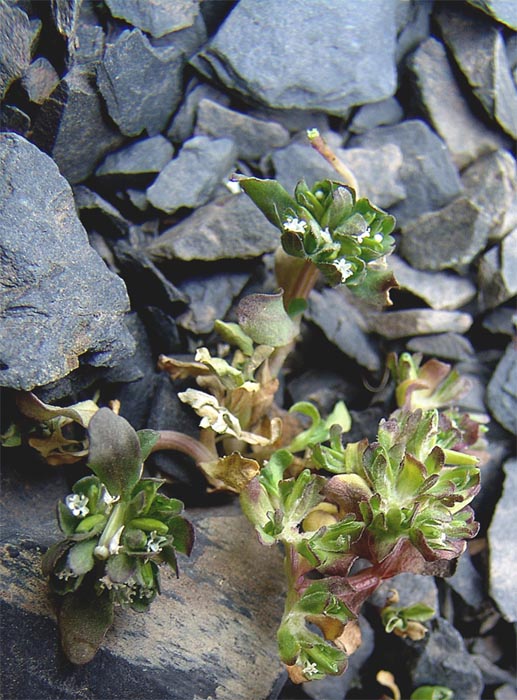 Изображение особи Pseudobetckea caucasica.