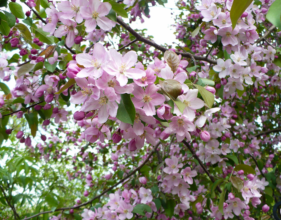 Изображение особи Malus &times; purpurea.