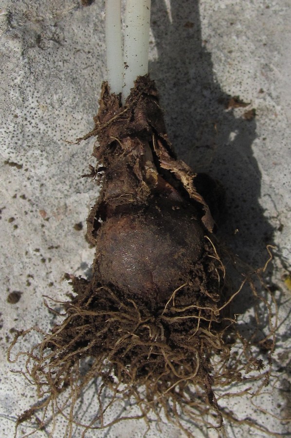 Image of Gagea aipetriensis specimen.