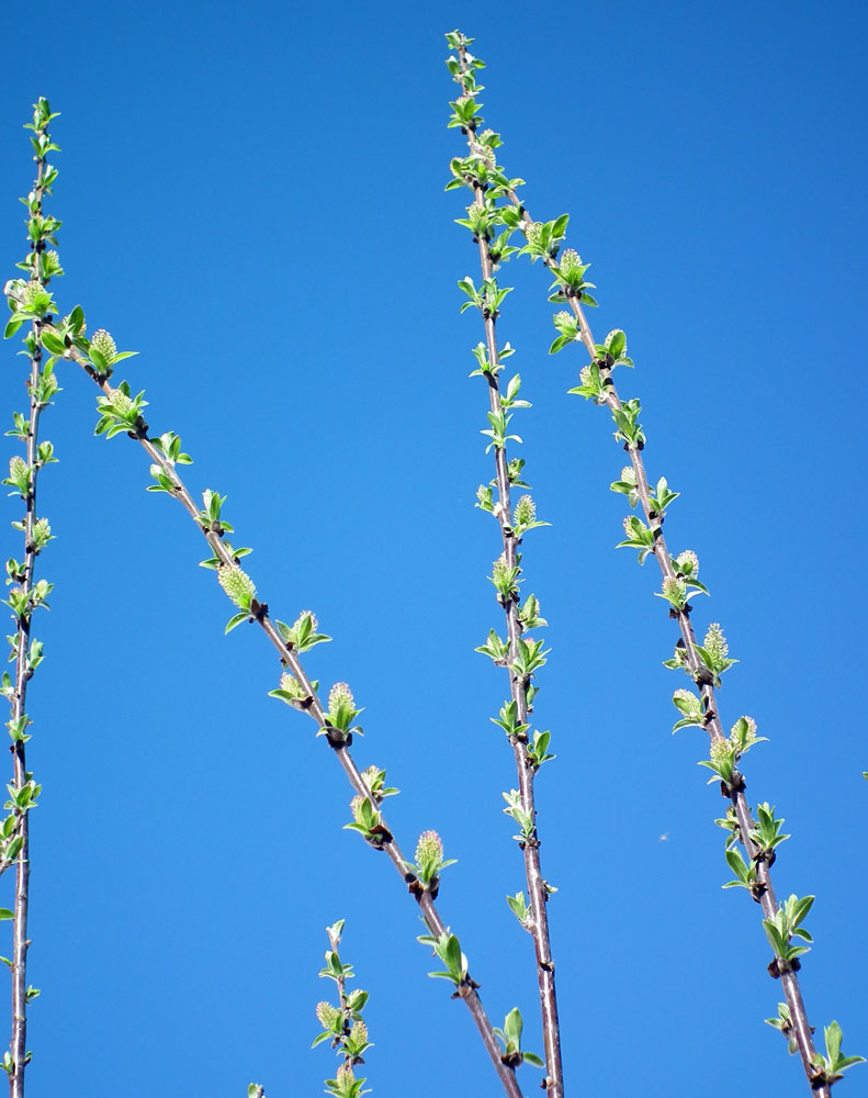 Image of Salix phylicifolia specimen.