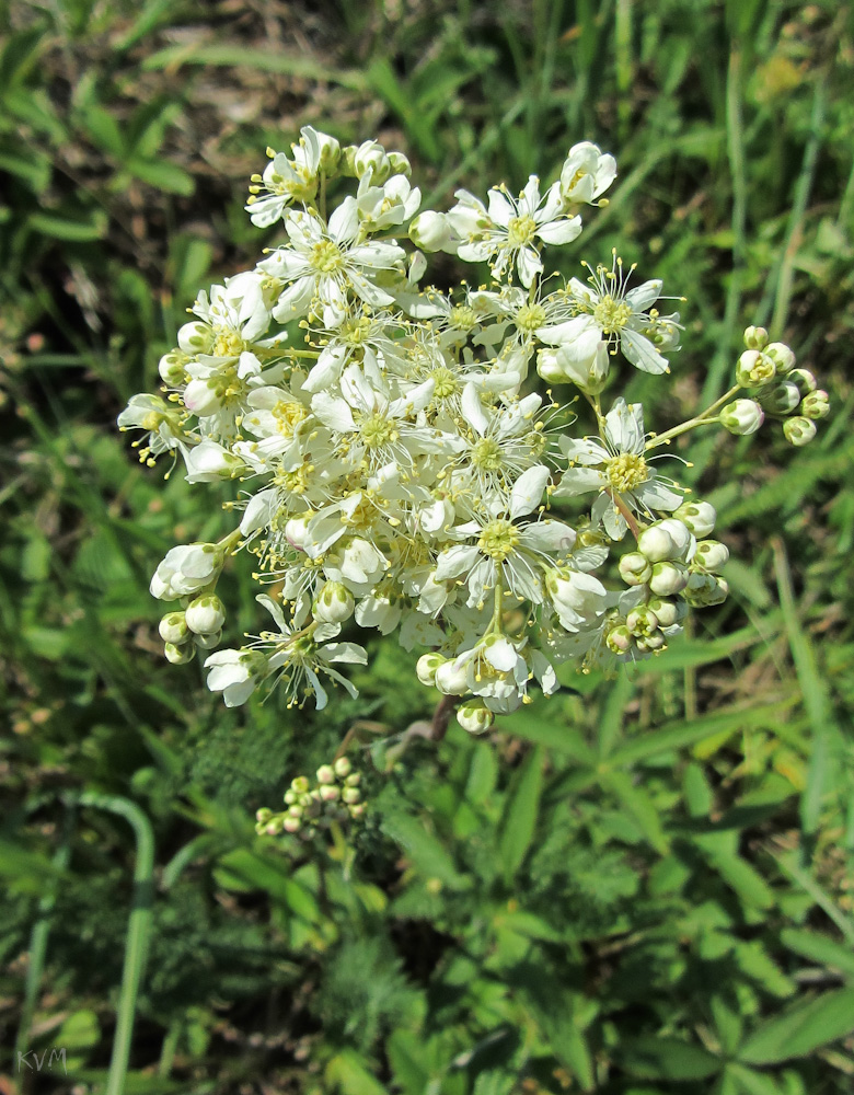 Image of Filipendula vulgaris specimen.