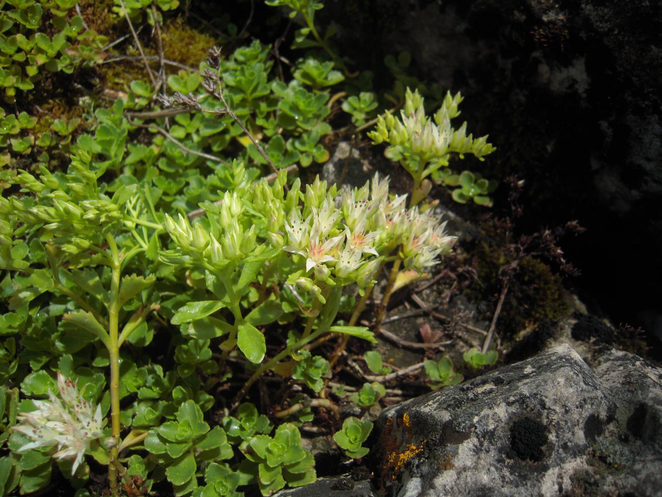 Image of Sedum oppositifolium specimen.