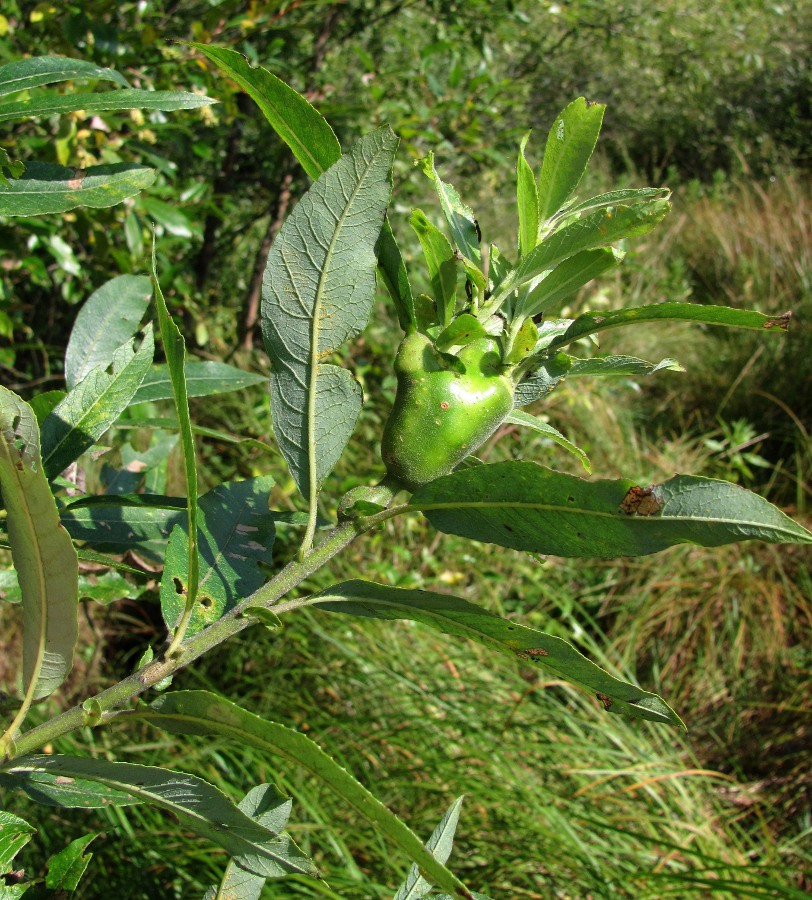 Image of genus Salix specimen.