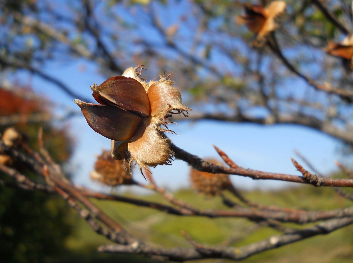 Image of Fagus &times; taurica specimen.