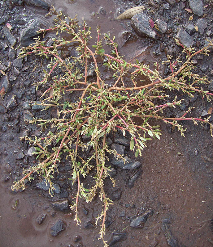 Image of Oxybasis glauca specimen.