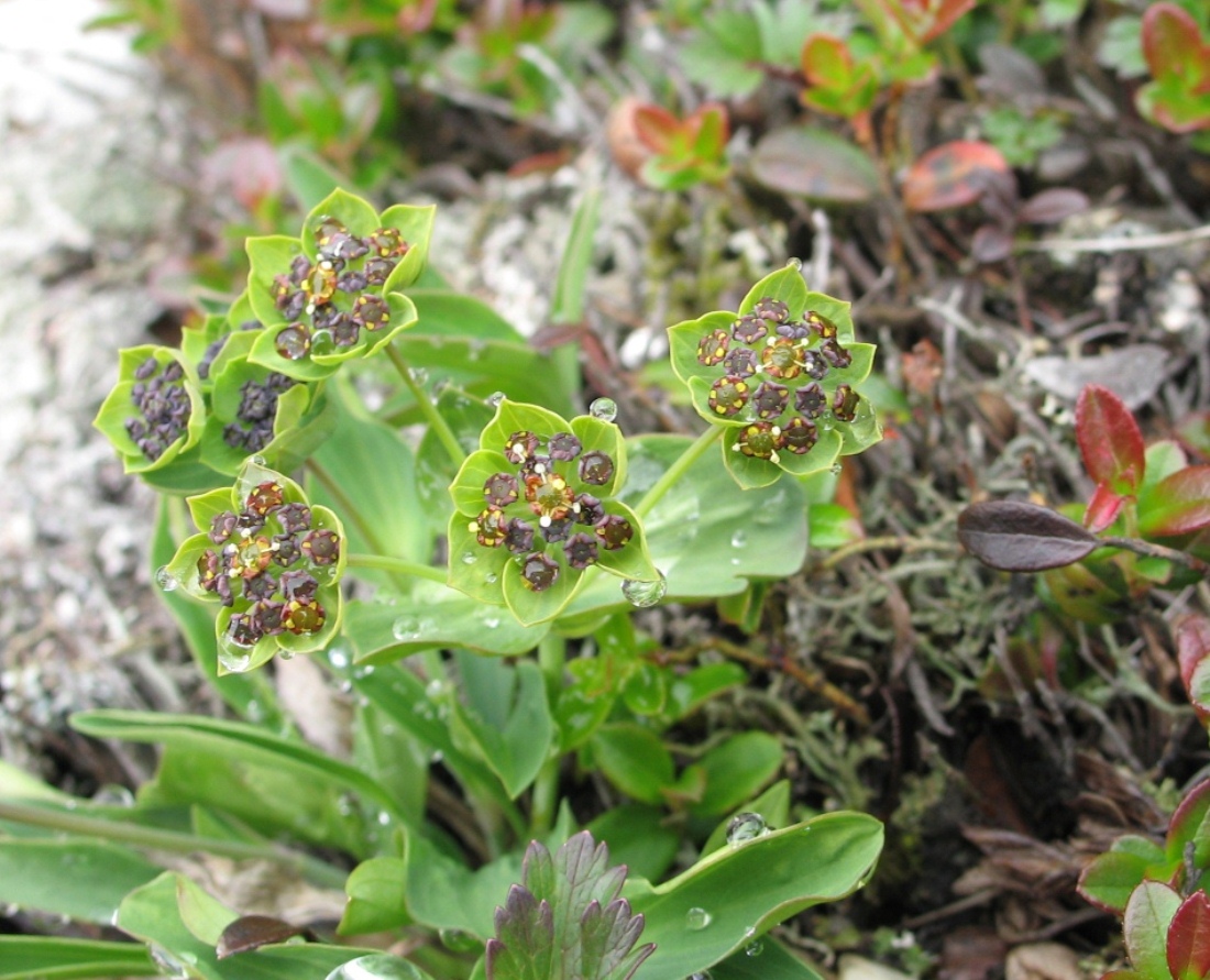 Image of Bupleurum triradiatum specimen.