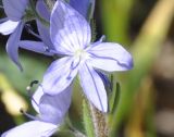 Veronica jacquinii