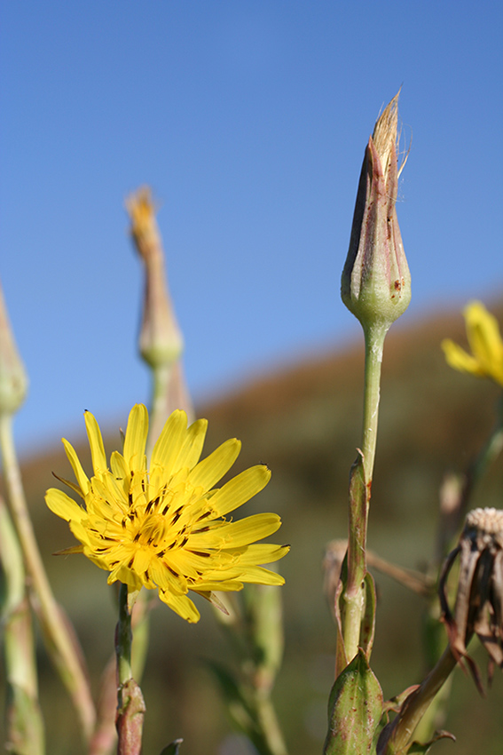 Image of genus Tragopogon specimen.