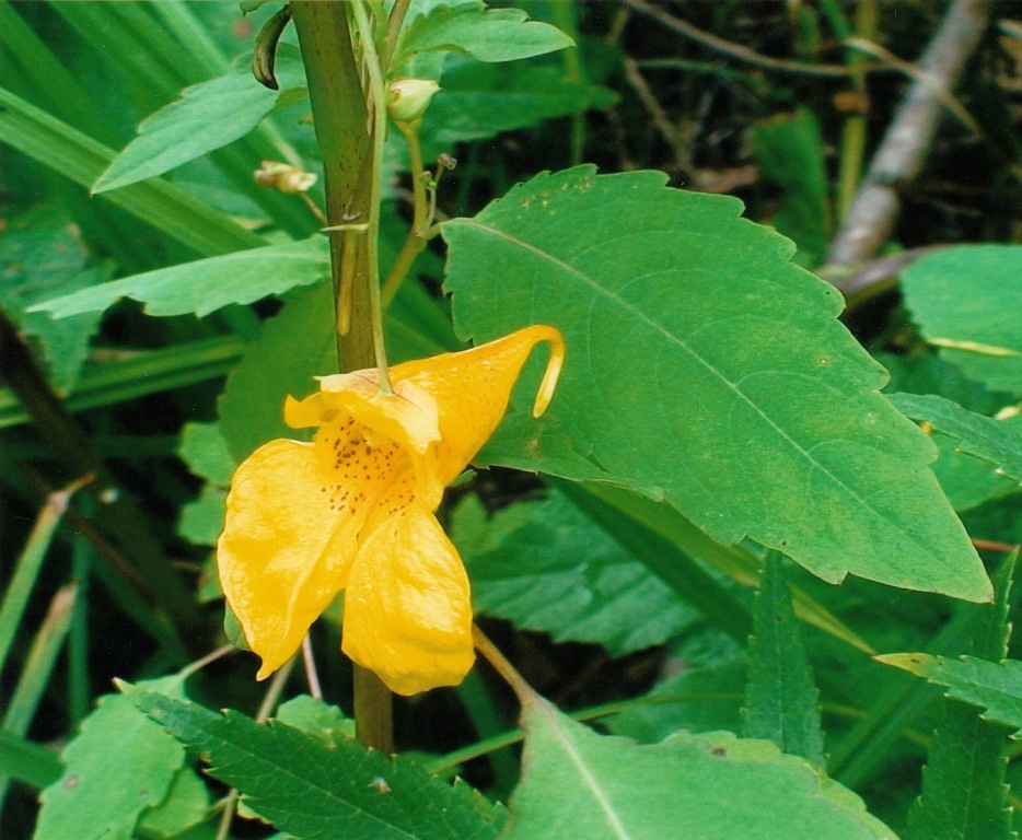 Image of Impatiens noli-tangere specimen.