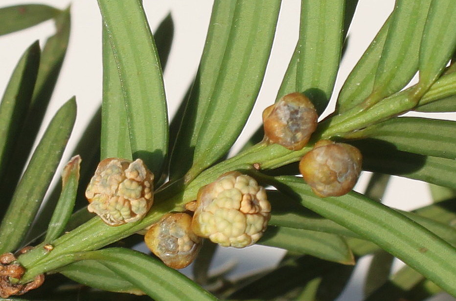 Image of Taxus baccata specimen.