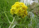 Tephroseris palustris. Верхушка побега с соцветием. Якутия (Саха), Мирнинский р-н, окр. пос. Светлый, берег р. Вилюй. 17.07.2009.