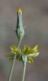 Scorzonera circumflexa. Соцветия. Казахстан, хр. Шолак, северней вдхр. Капчагай. 26.04.2013.