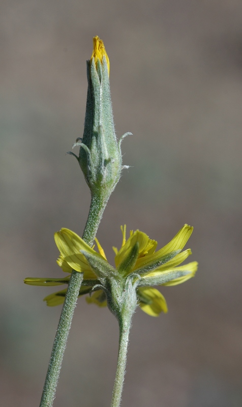 Image of Scorzonera circumflexa specimen.