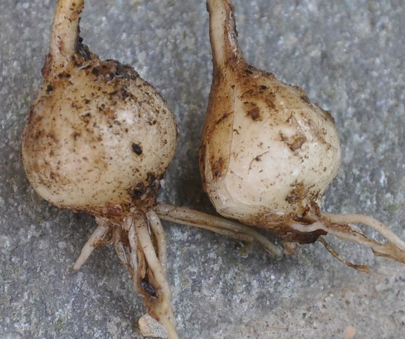 Image of Allium staticiforme specimen.