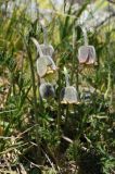 Pulsatilla campanella