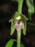 Epipactis persica. Цветок. Горный Крым, долина р. Бурульча, буковый лес. 5 июля 2013 г.