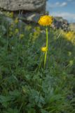 Trollius europaeus. Цветущее растение. Мурманская обл., Ловозерские тундры, у ручья. 28.07.2013.