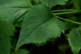 Saussurea grandifolia. Лист. Приморский край, окр. г. Находка, в дубовом лесу. 25.08.2013.