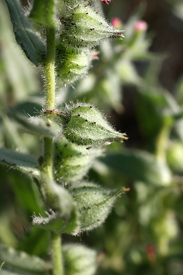 Image of Nonea caspica specimen.