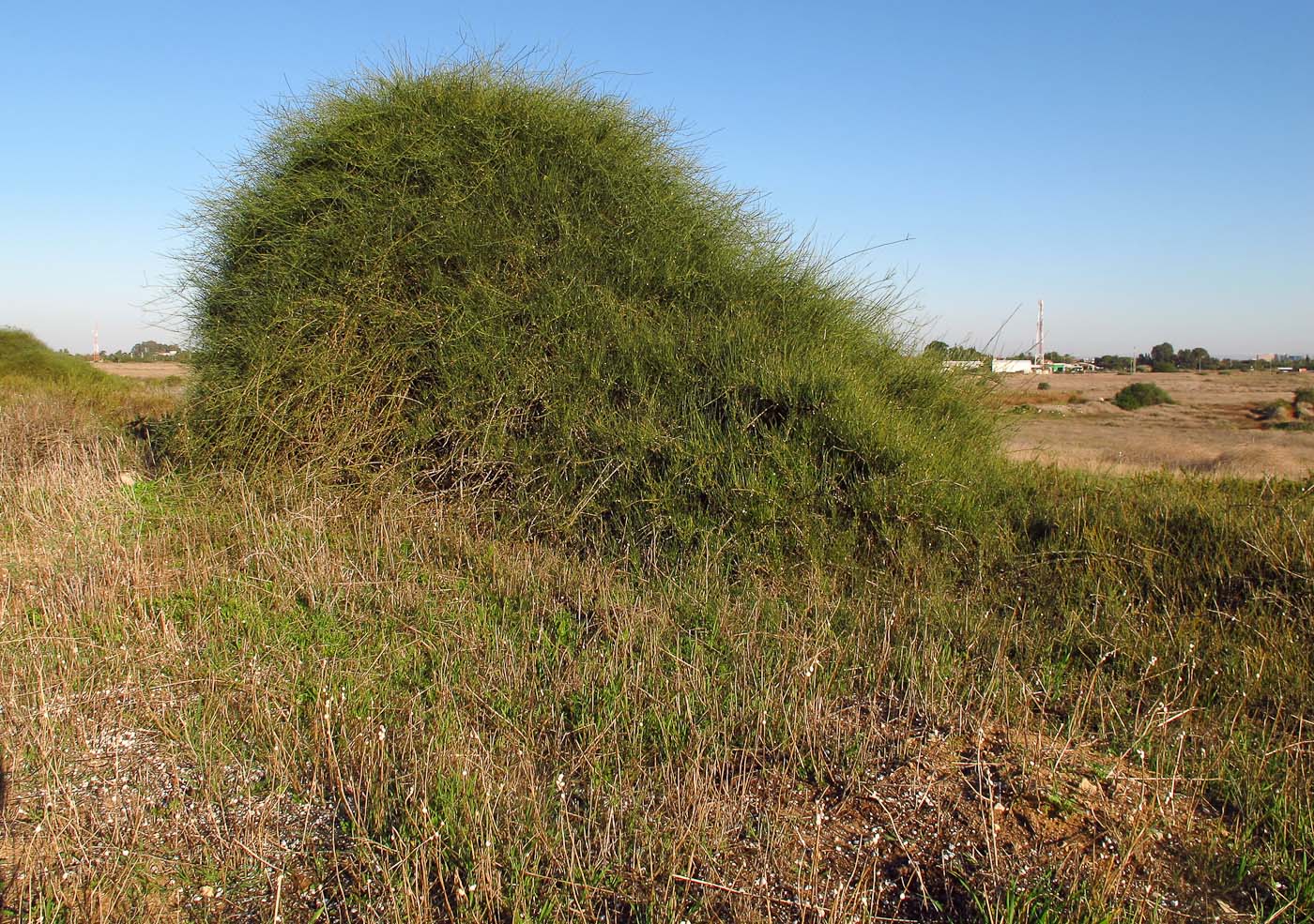 Image of Ephedra aphylla specimen.