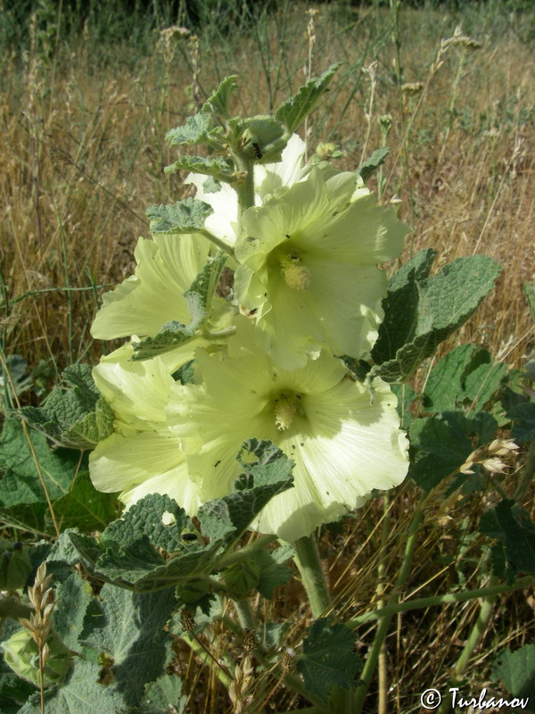 Изображение особи Alcea rugosa.