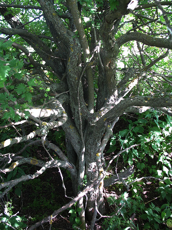 Image of Crataegus rhipidophylla specimen.