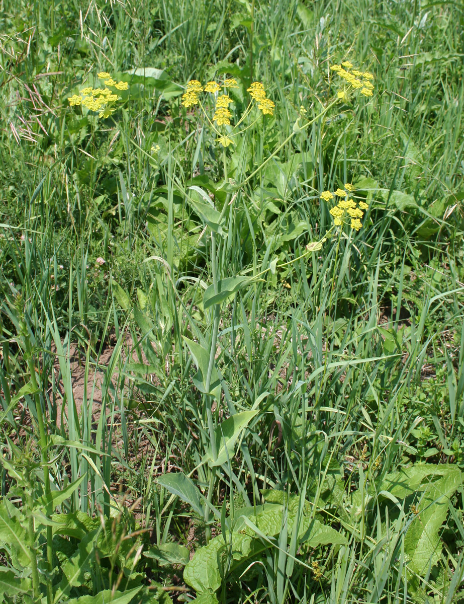 Image of Bupleurum longifolium ssp. aureum specimen.