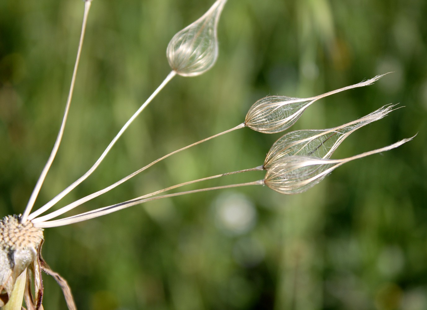 Image of Tragopogon porrifolius ssp. longirostris specimen.